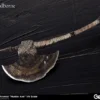 Bloodborne Hunter's Arsenal: Hunter Axe 1/6 Scale Weapon