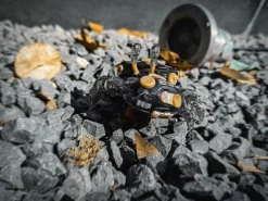 AQUACULTURE TANK 007 Fiddler Crab (Gold Black) -Doll Sale Shop eedceb25f3b440ca84c1aac08619ab98.jpg